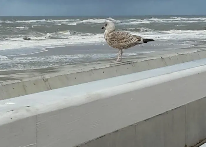 Lägenhet Apartment-404-seemoewe Westerland